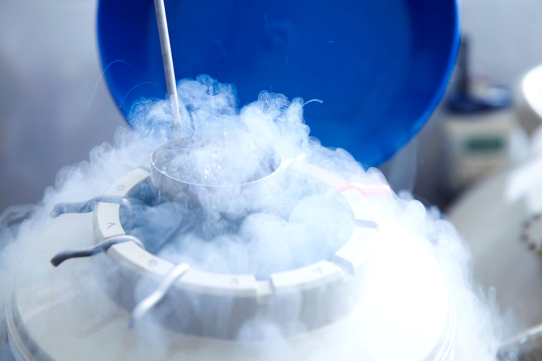 Difference Between Fresh and Frozen Embryo Transfer