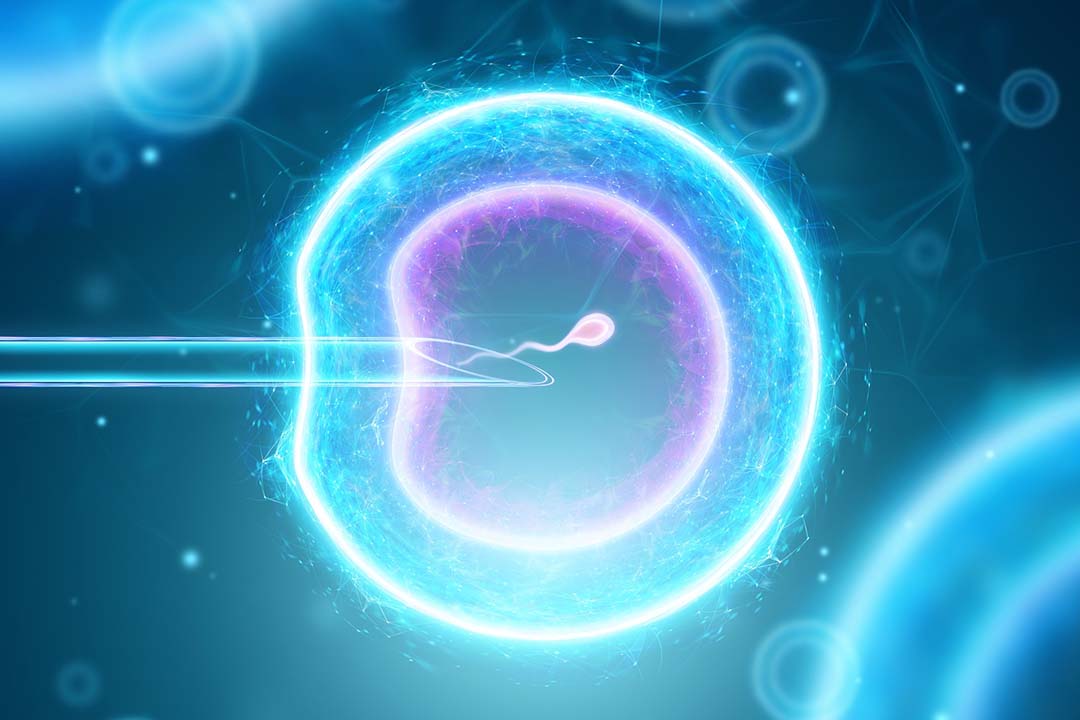 Difference Between In Vivo and In Vitro Fertilization