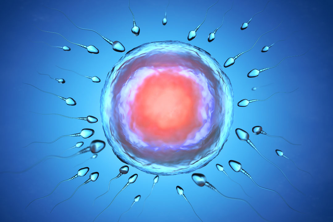 Endometrial Receptivity in IVF