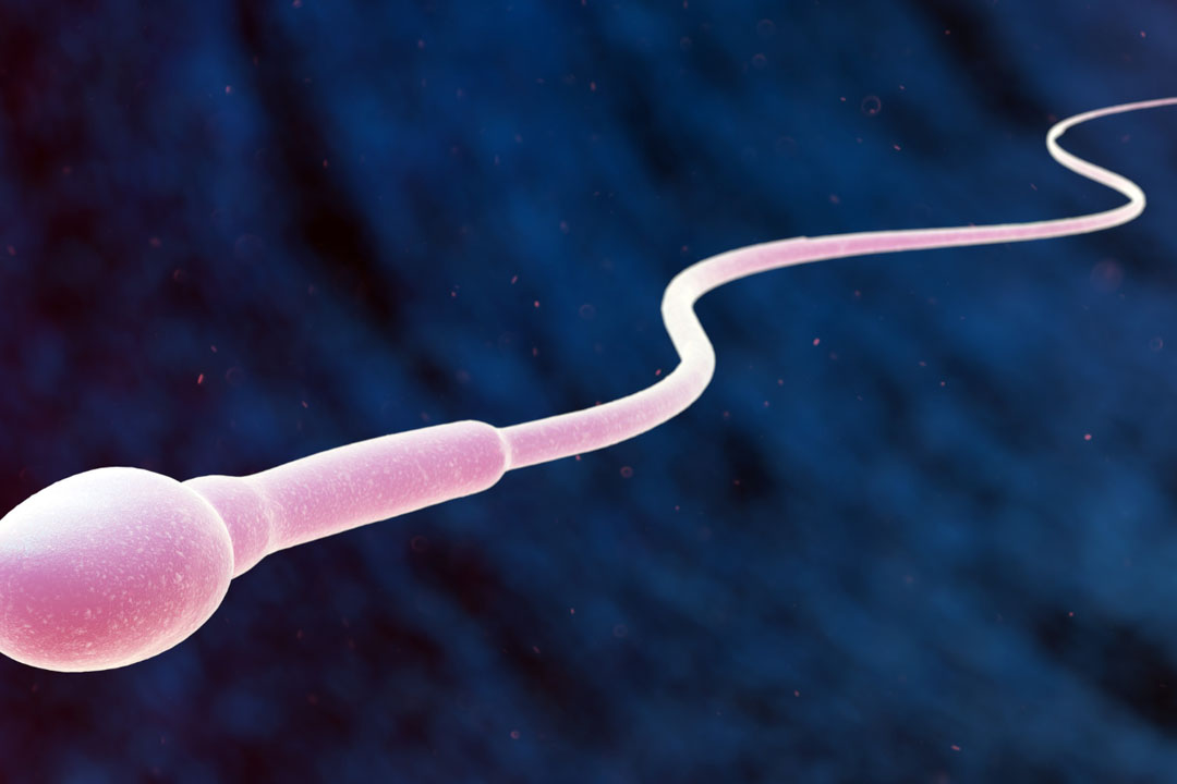 Sperm Morphology: What Does It Mean and How Does It Affect Fertility?