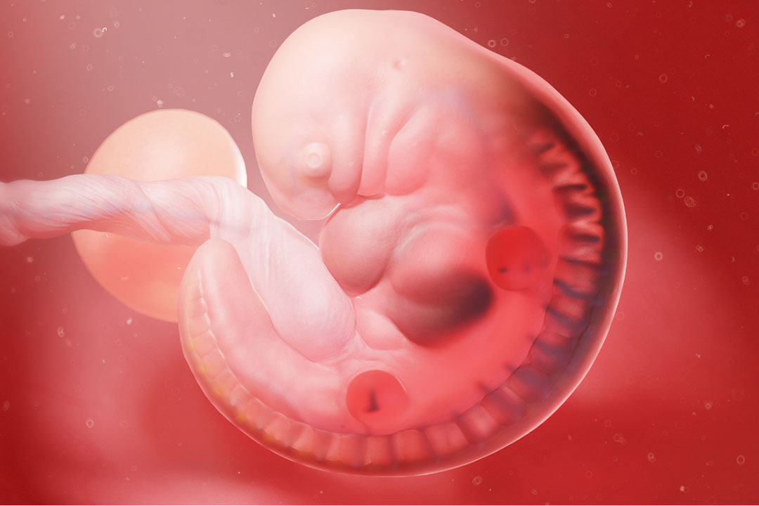 What is Single Embryo Transfer?